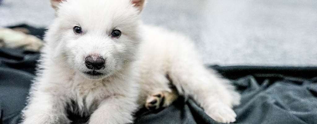 Los primeros cachorros del "lobo terrible" reviven tras 10 mil años gracias a la ingeniería genética